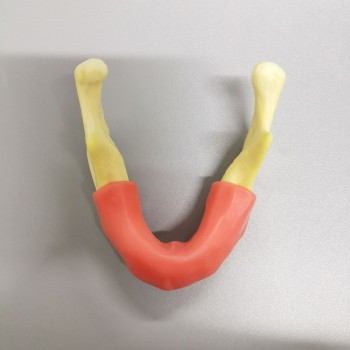 M2023 Implant Practice model jaw with soft gum