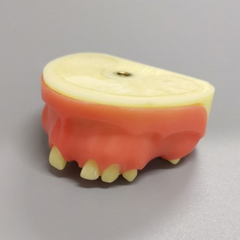 M2024 Implant Practice model upper jaw model partially edentulous model