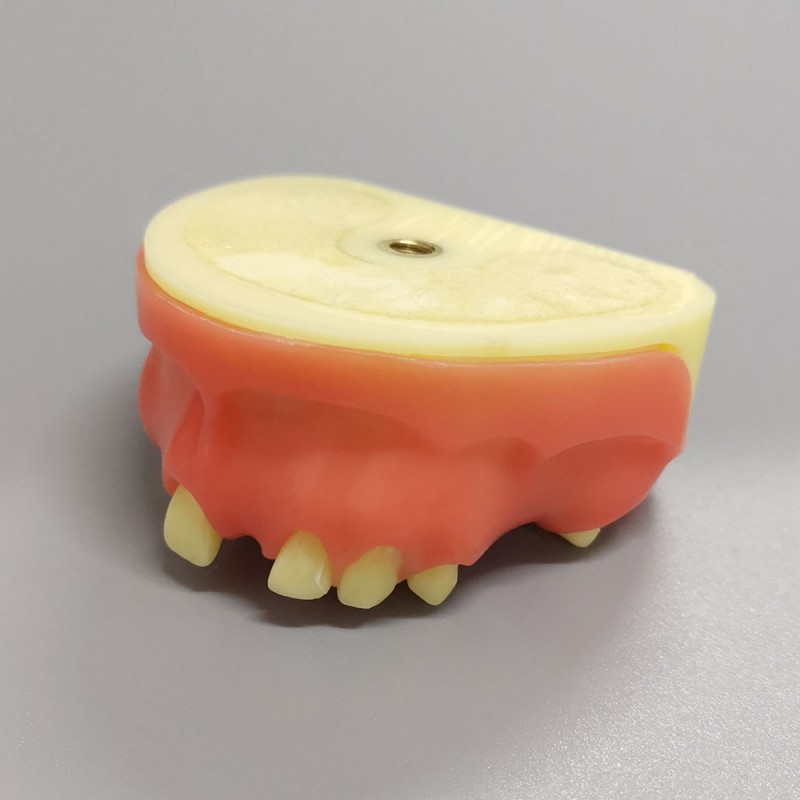 M2024 Implant Practice model upper jaw model partially edentulous model