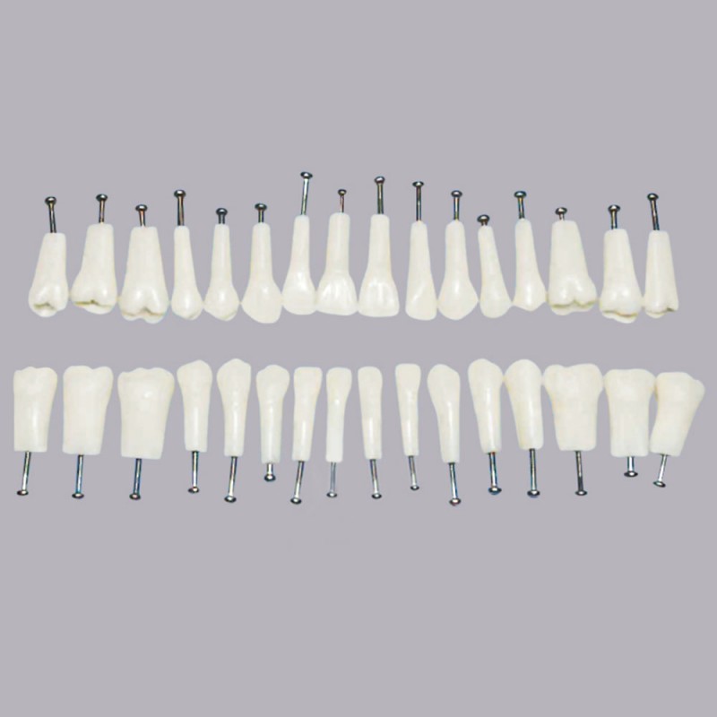 M8022 Replacement teeth 32*1
